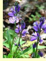 Истод обыкновенный (Polygala vulgaris L.) Истод обыкновенный (Polygala vulgaris L.)
